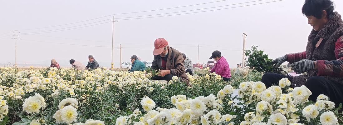 小菊播种的最佳时间是什么时候？