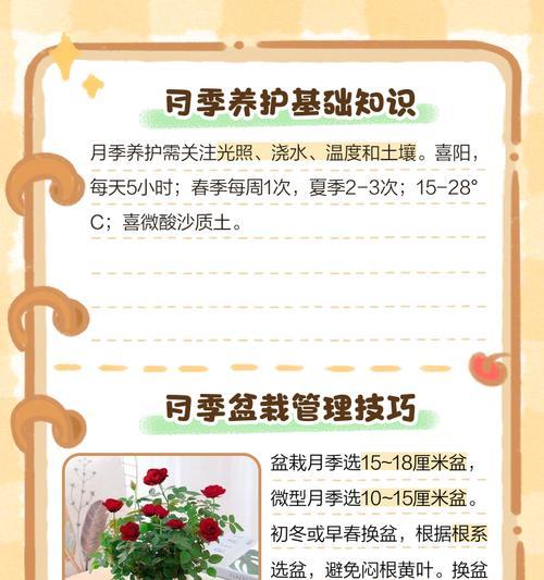 球形月季大盆栽的养护方法是什么？