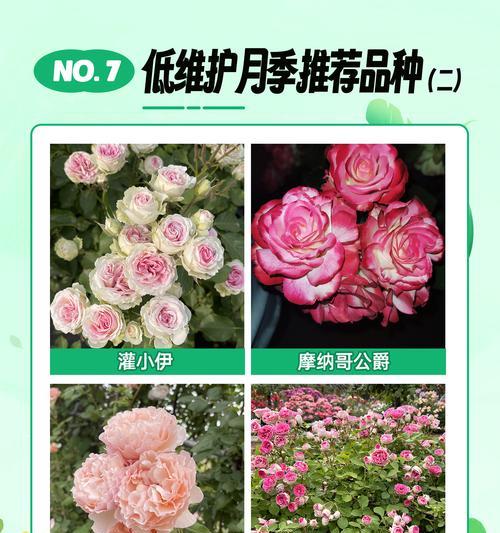 球形月季大盆栽的养护方法是什么？