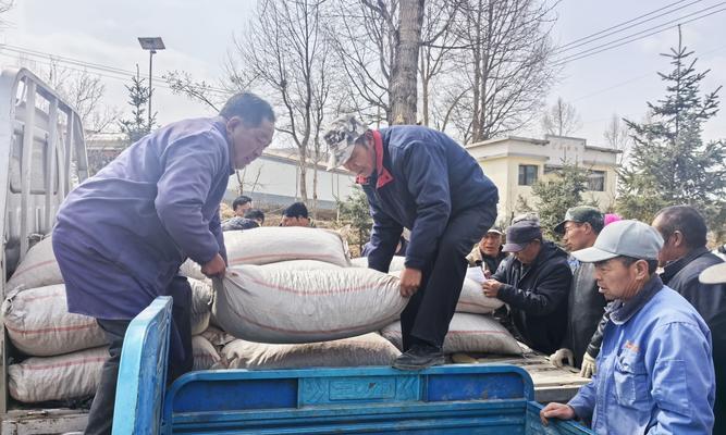 金豆种子栽培的关键技术要点是什么？