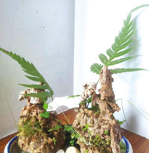 北方盆景学徒的培训效果如何？