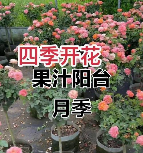 阳台适合种植哪些四季开花植物？