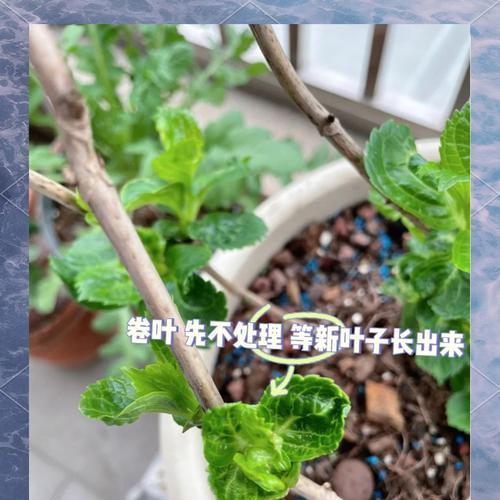 冬天绣球叶子发黄怎么办？有哪些解决方法？