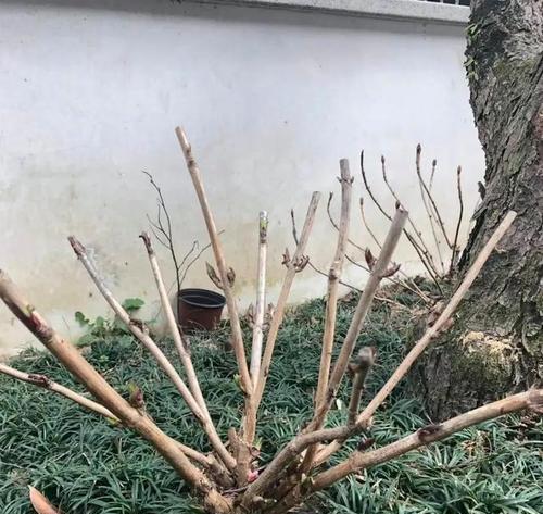 冬天绣球叶子发黄怎么办？有哪些解决方法？