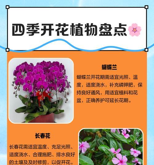 阳台适合种植哪些四季开花植物？
