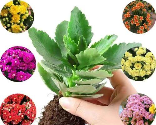 阳台适合种植哪些四季开花植物？