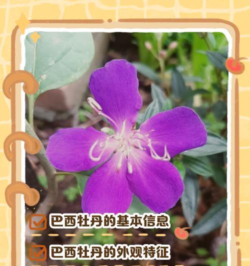 巴西野牡丹新叶子发黄怎么办？可能的原因及解决措施是什么？