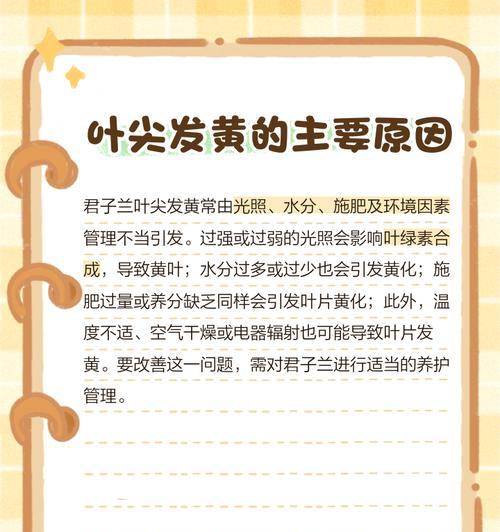 君子兰发黄不长不开花的原因及解决方法是什么？