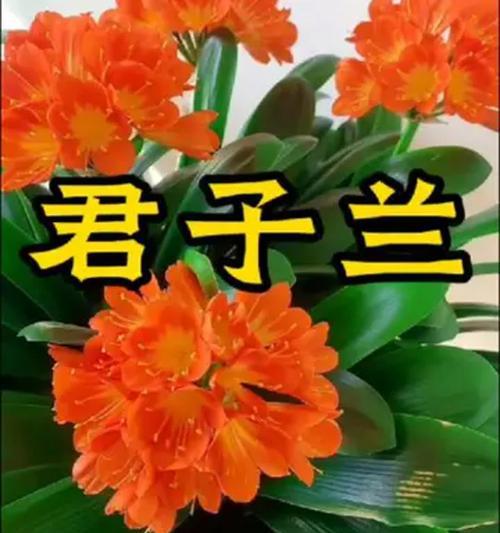 君子兰发黄不长不开花的原因及解决方法是什么？