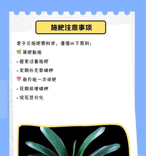 君子兰发黄不长不开花的原因及解决方法是什么？