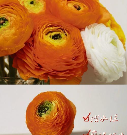 橙色天竺葵带花苞的养护方法是什么？