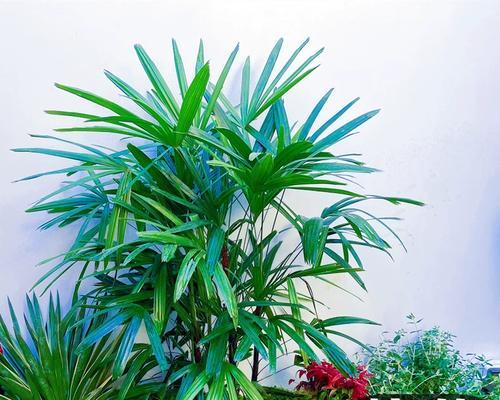 盆景观赏植物有哪些不同的类型？