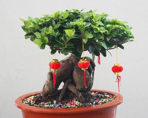 盆景观赏植物有哪些不同的类型？