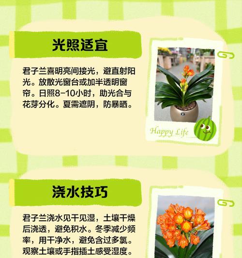 君子兰的种植和养护技巧有哪些？