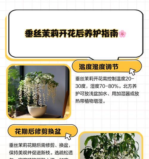 垂丝茉莉叶子发黄生长缓慢的原因是什么？如何解决？