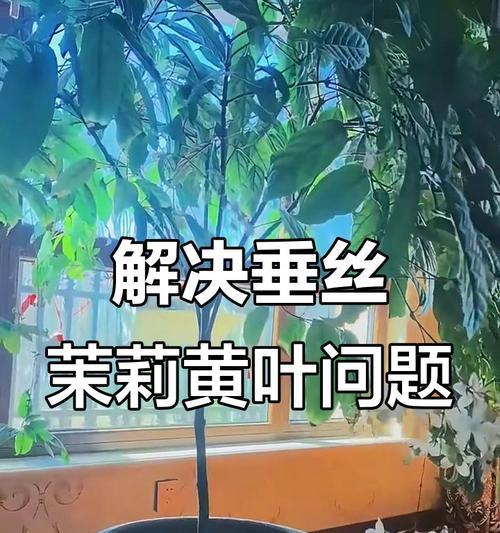垂丝茉莉叶子发黄生长缓慢的原因是什么？如何解决？