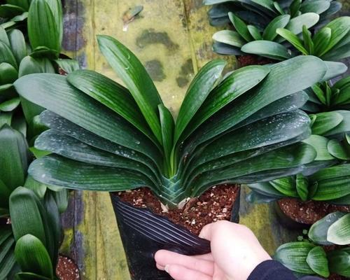 君子兰的种植和养护技巧有哪些？