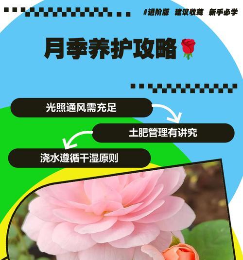 月季如何养护才能长得更高大？