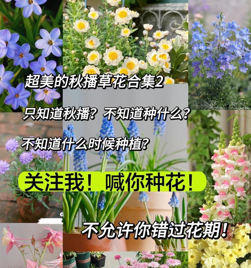 种花养花时应该掌握哪些技巧和植物？