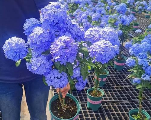 种花养花时应该掌握哪些技巧和植物？