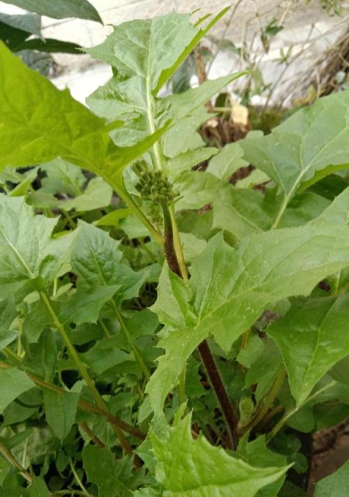 金针菜叶子发黄的解决方法有哪些？