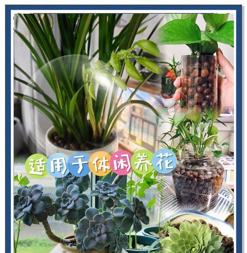 种花养花时应该掌握哪些技巧和植物？