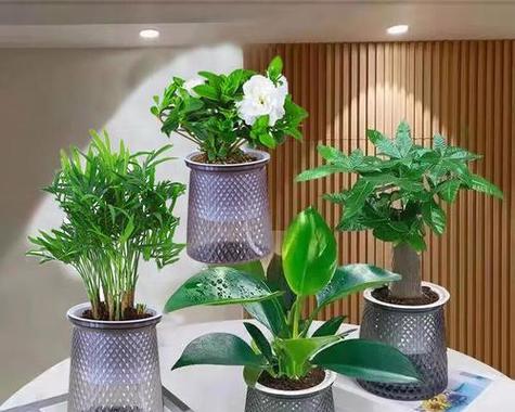 小方绿植盆景的养护技巧有哪些？