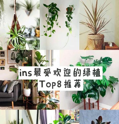 小方绿植盆景的养护技巧有哪些？