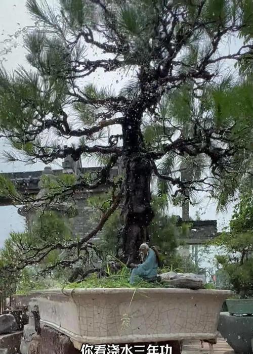 小方绿植盆景的养护技巧有哪些？