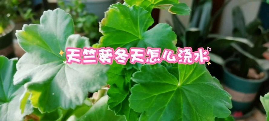 天竺葵发芽后浇水技巧有哪些？
