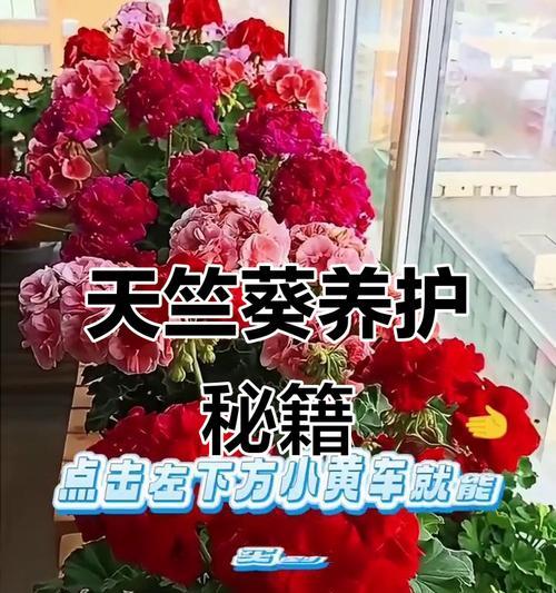 天竺葵发芽后浇水技巧有哪些？