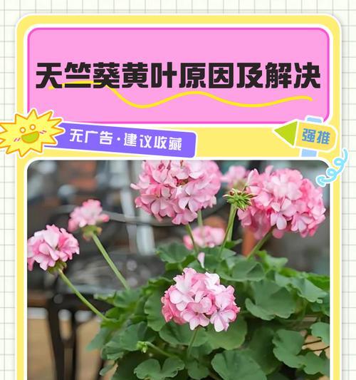 天竺葵发芽后浇水技巧有哪些？
