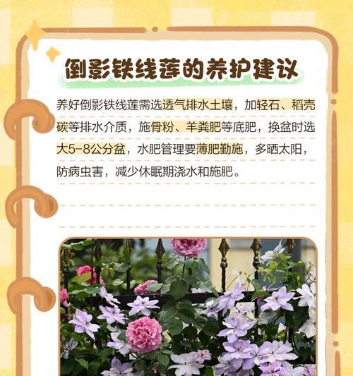 铁线莲收到后如何正确处理？