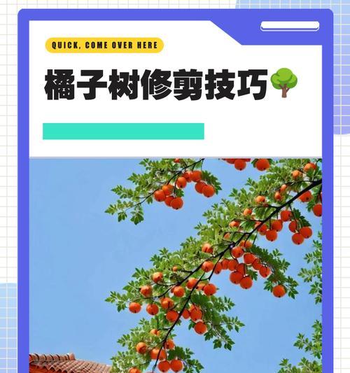 盆景橘子结果后修剪方法是什么？
