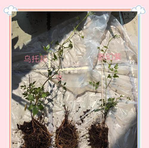 铁线莲收到后如何正确处理？