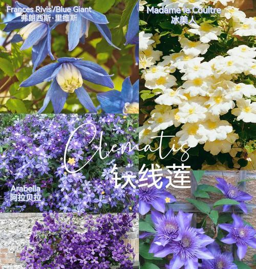 铁线莲收到后如何正确处理？