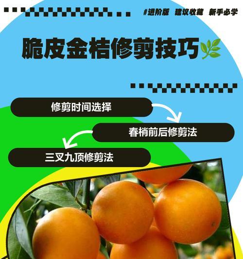 盆景橘子结果后修剪方法是什么？