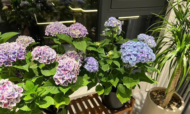 封阳台适合养哪些花卉？选择标准是什么？