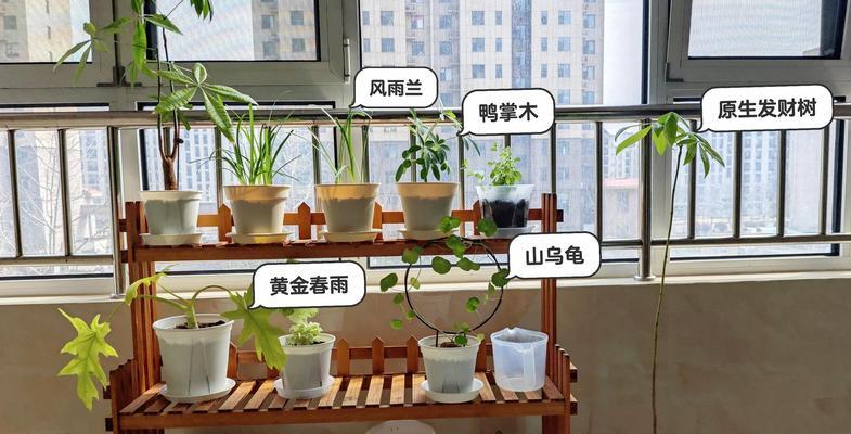 封阳台适合养哪些花卉？选择标准是什么？