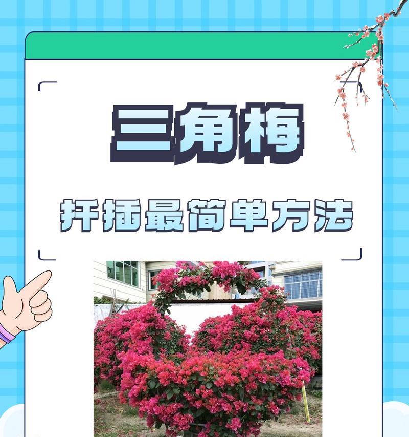 三角梅树的正确浇水方法有哪些？