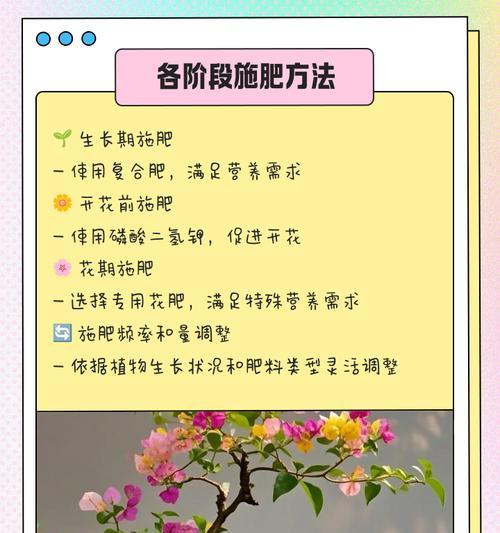 三角梅树的正确浇水方法有哪些？