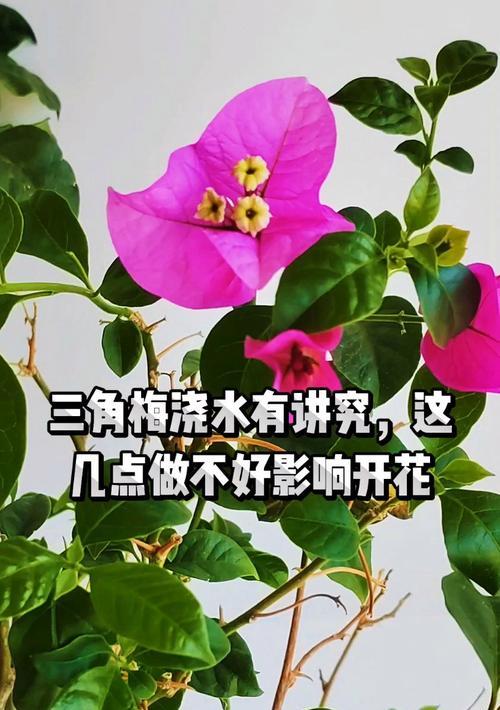 三角梅树的正确浇水方法有哪些？