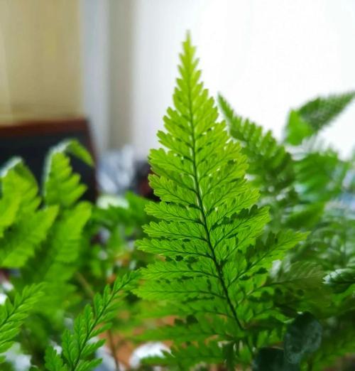 怀化有哪些蕨类观赏植物？它们的养护要点是什么？