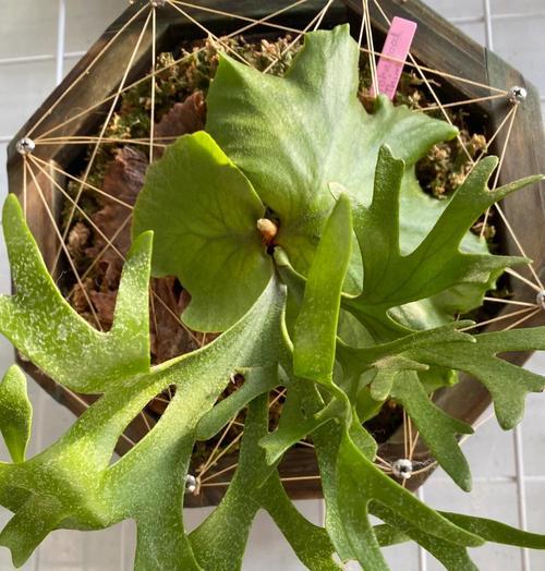 怀化有哪些蕨类观赏植物？它们的养护要点是什么？
