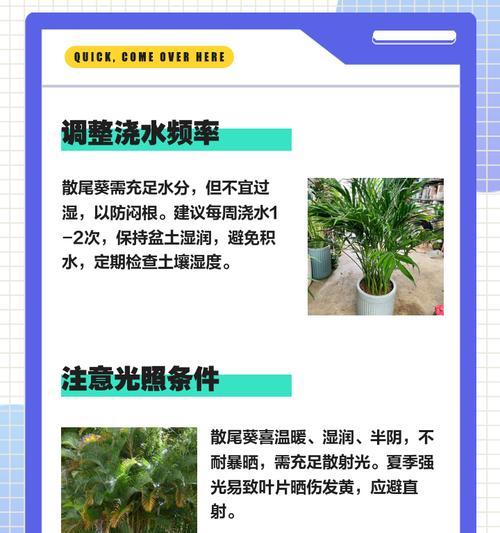 植物底部叶子发黄焦枯的解决办法是什么？