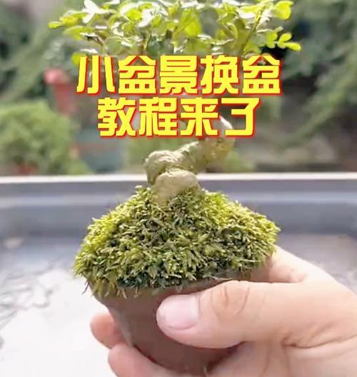 盆景腐蚀的制作方法是什么？