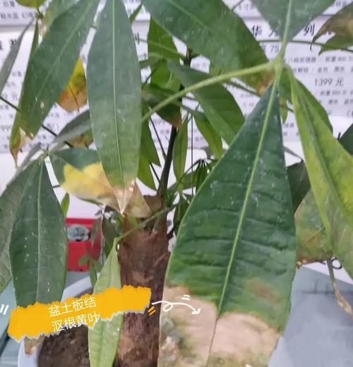 植物底部叶子发黄焦枯的解决办法是什么？