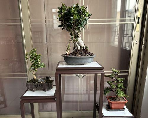 盆景腐蚀的制作方法是什么？