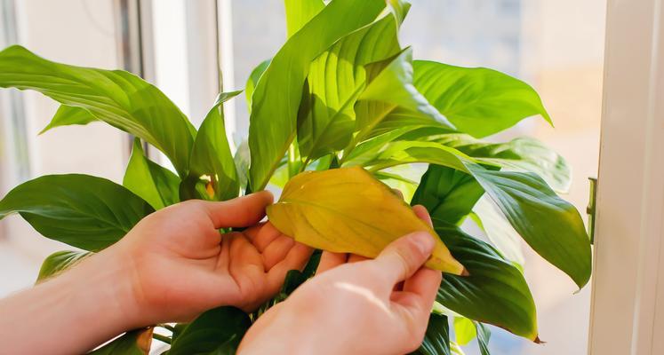 植物底部叶子发黄焦枯的解决办法是什么？