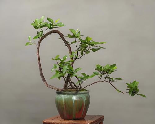 盆景腐蚀的制作方法是什么？